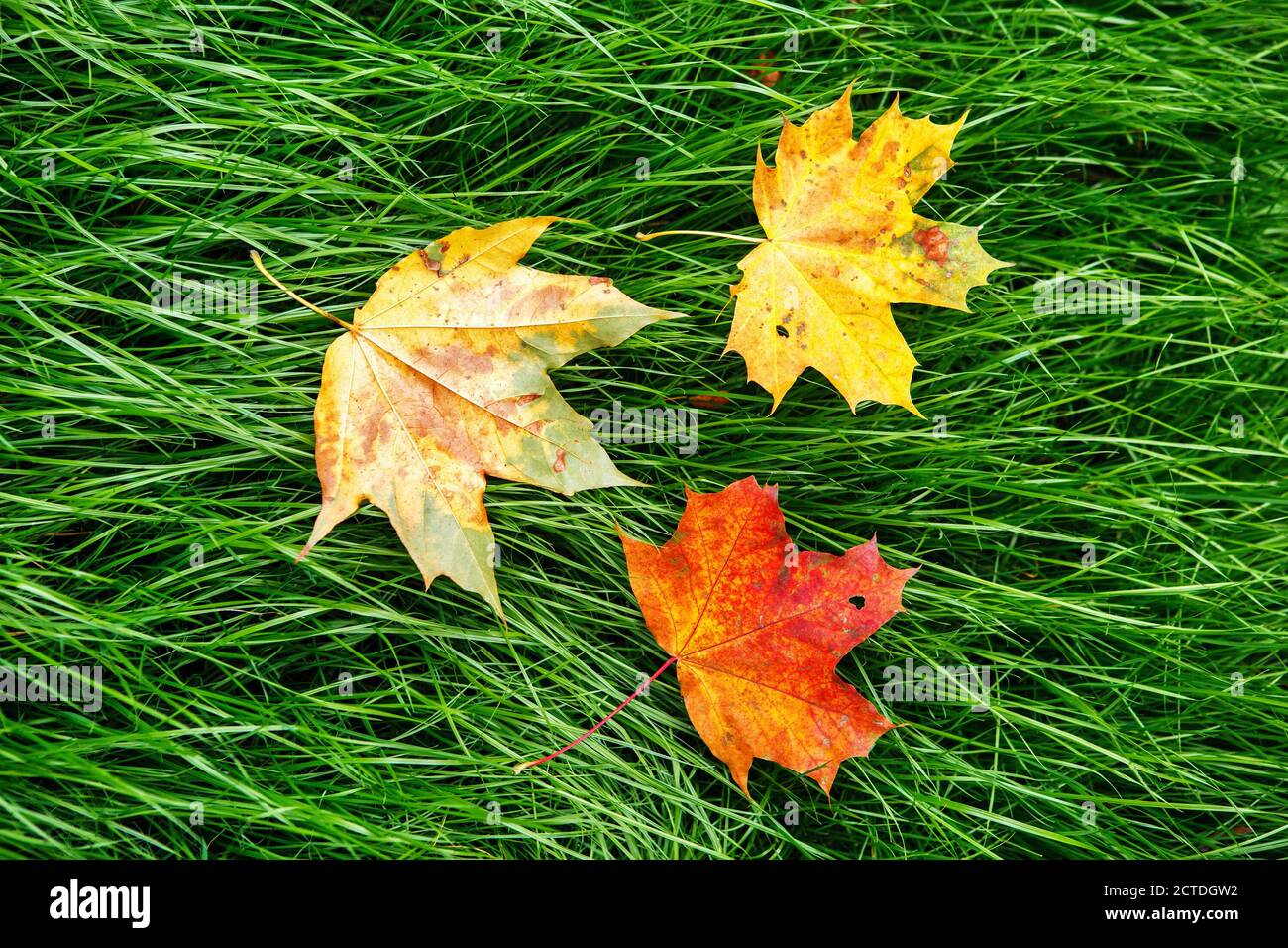 Les feuilles jaunes d'érable tombées se trouvent sur l'herbe verte Banque D'Images