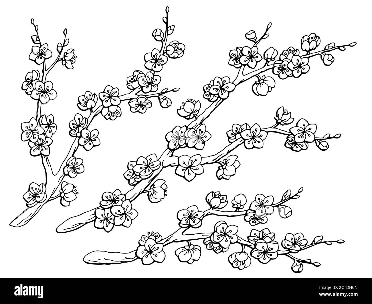 Illustration de la branche de fleur graphique Sakura noir blanc avec ensemble de croquis isolés vecteur Illustration de Vecteur
