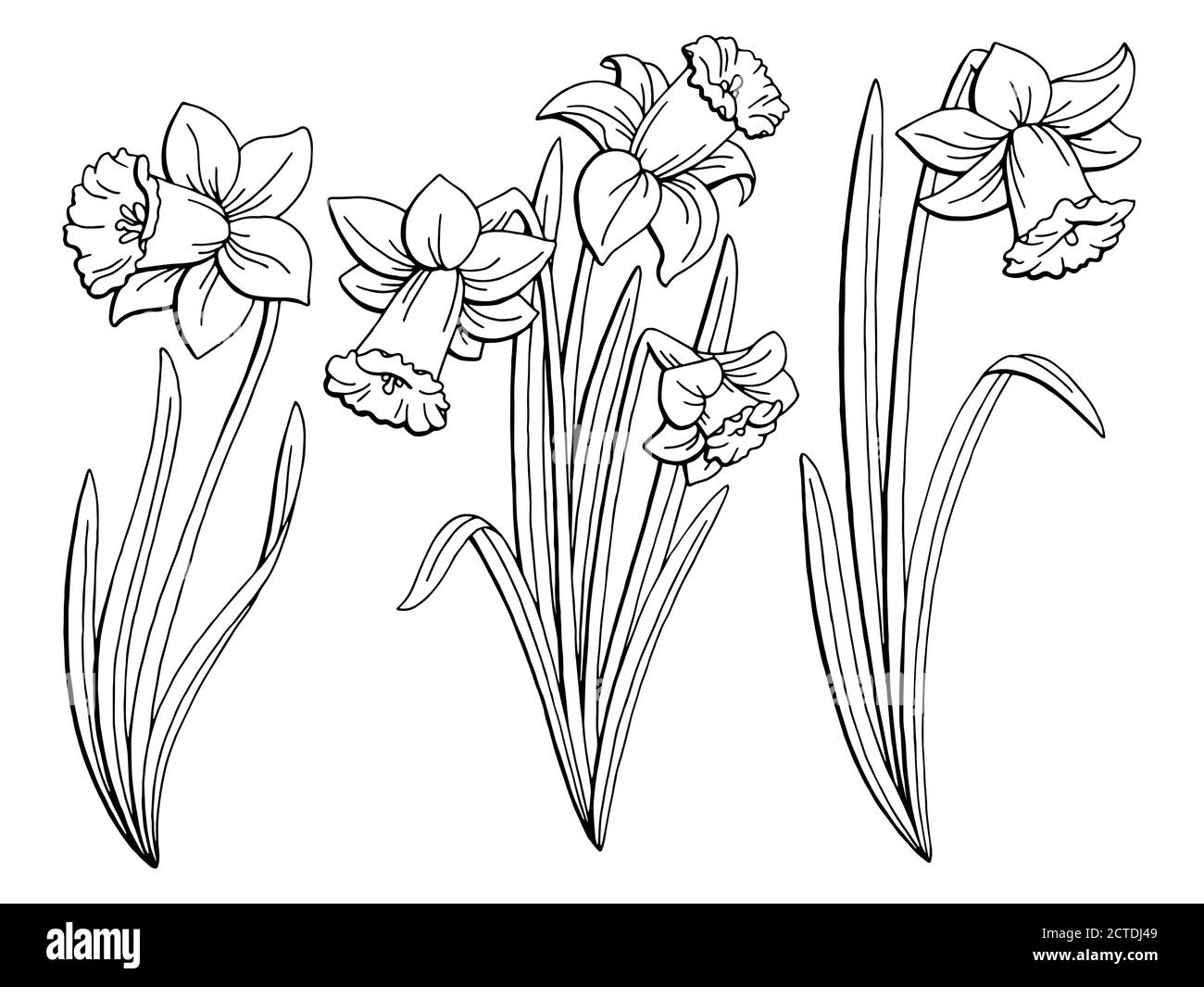 Narcisse fleur graphique noir blanc isolé esquisse illustration vecteur Illustration de Vecteur