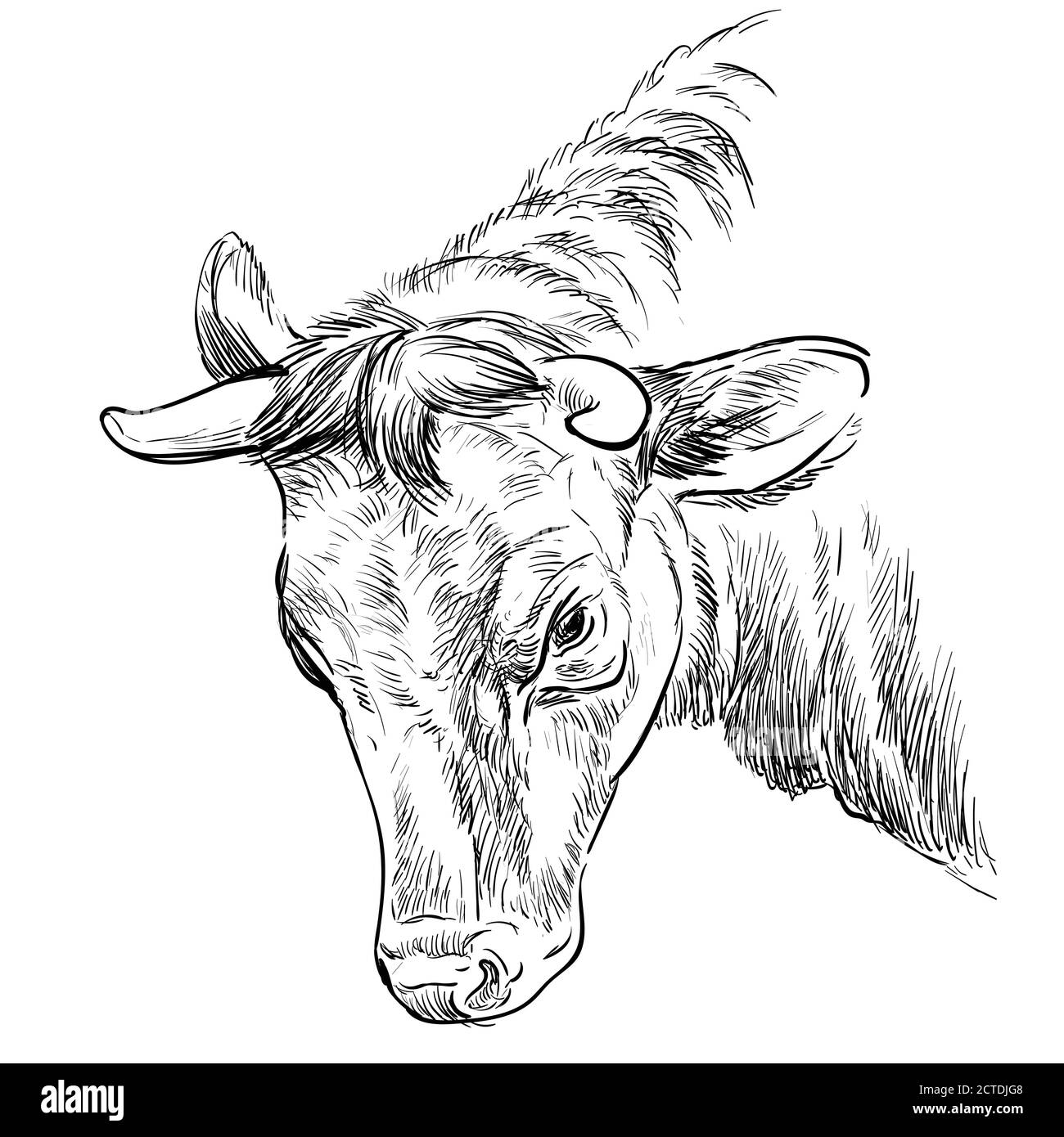 Portrait monochrome de butting butting bull sketch main dessin vectoriel illustration isolée sur fond blanc. Illustration de l'esquisse de gravure de la vache pour l'étiquette Illustration de Vecteur