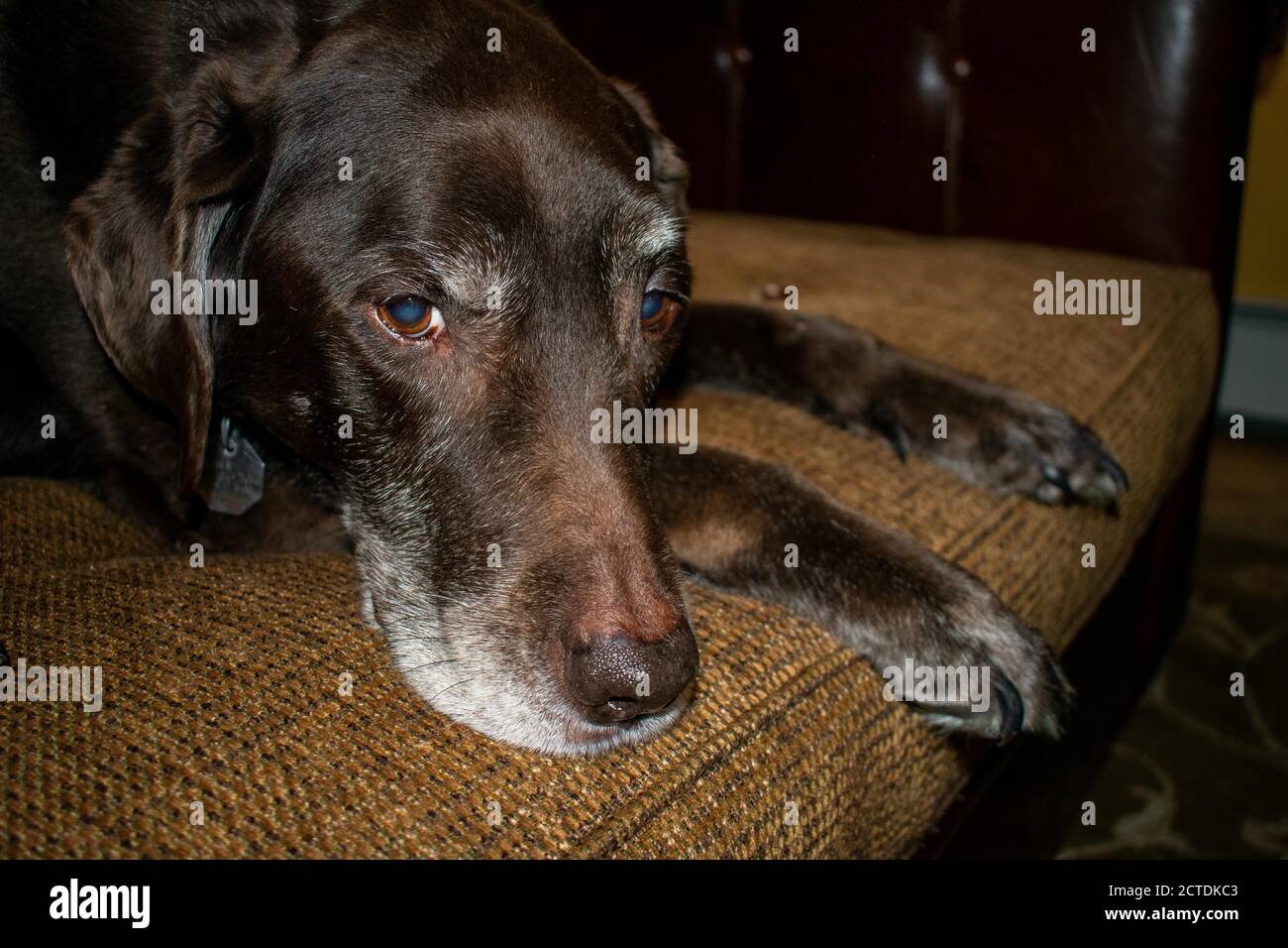 Un vieux chien de laboratoire au chocolat posé sur un canapé Banque D'Images