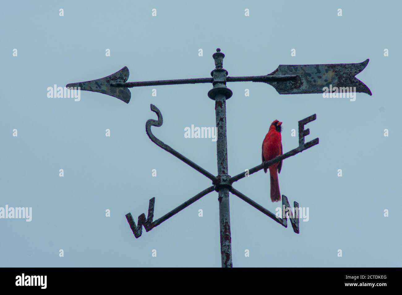 Un cardinal rouge sur un Weathervane directionnel sur un bleu Ciel Banque D'Images