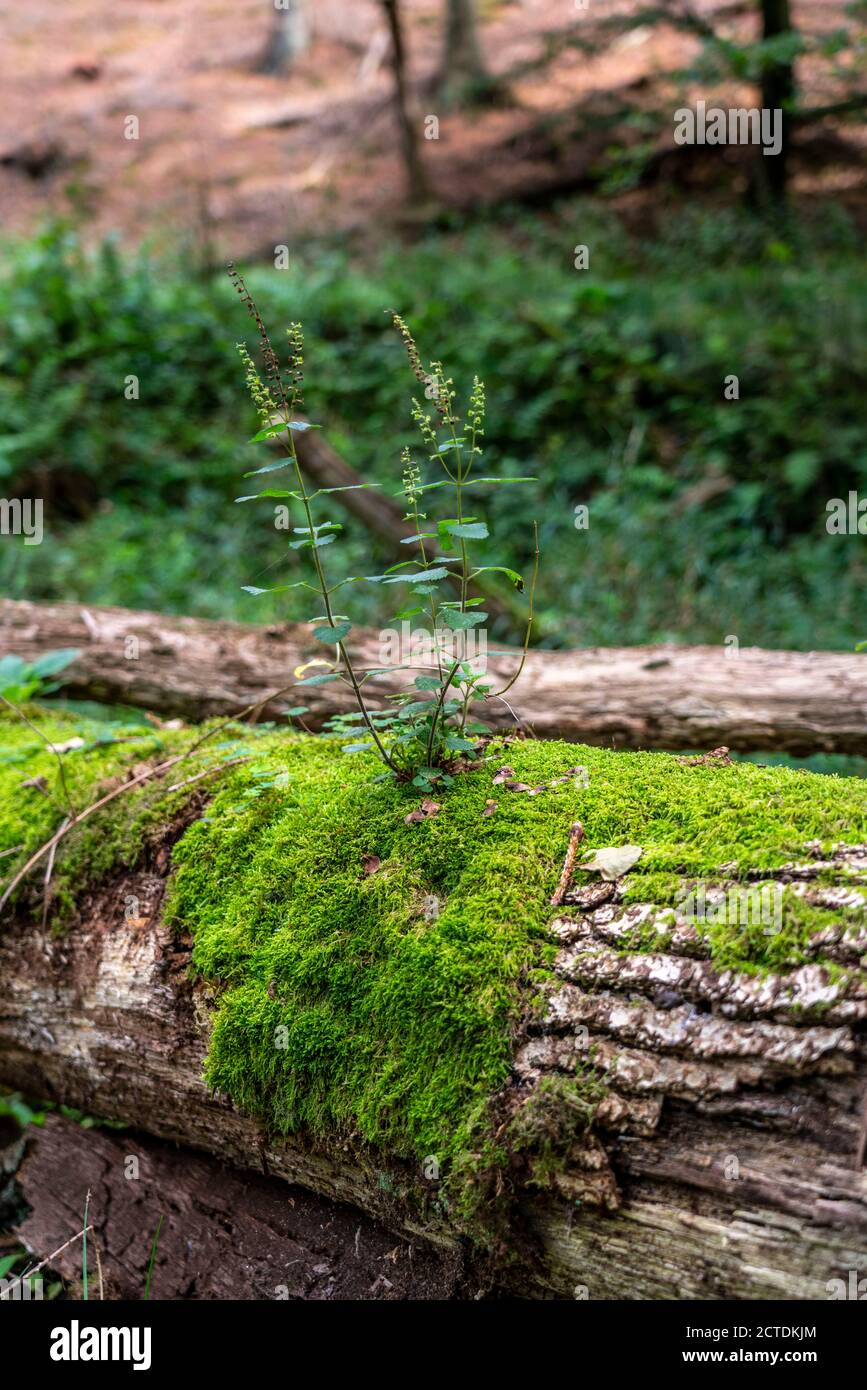 Plantes, mousses poussant sur un arbre mort, arbre tombé, épinette, plante de sauge-gamander, dans la forêt d'Arnsberg, Sauerland NRW, Allemagne Banque D'Images