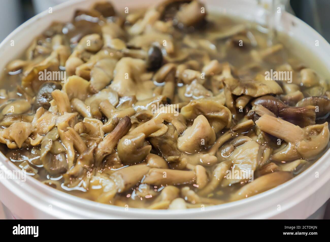 Champignons marinés dans un bol blanc. Aliments fermentés. Miel agaric Banque D'Images