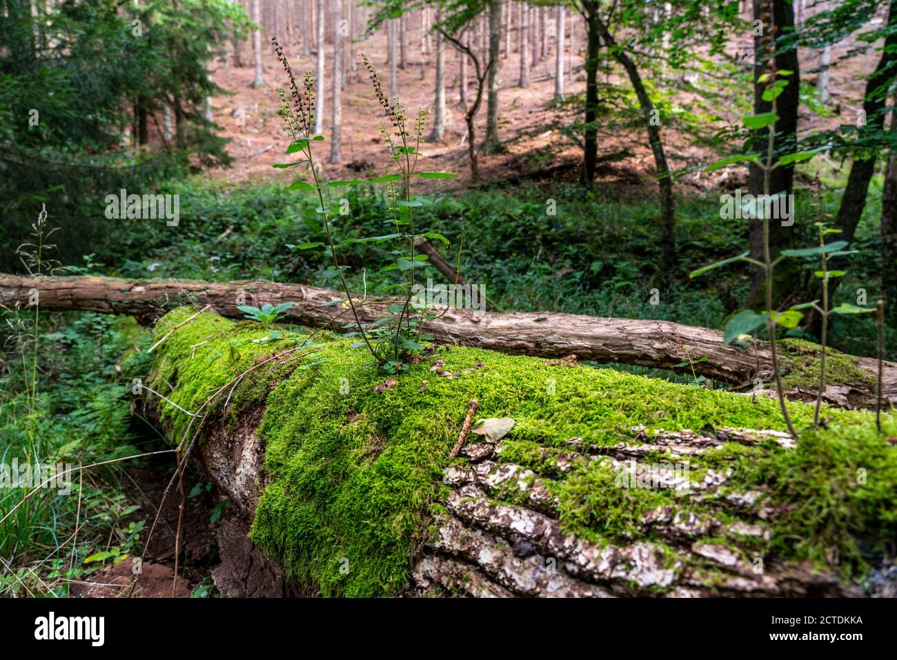 Plantes, mousses poussant sur un arbre mort, arbre tombé, épinette, plante de sauge-gamander, dans la forêt d'Arnsberg, Sauerland NRW, Allemagne Banque D'Images