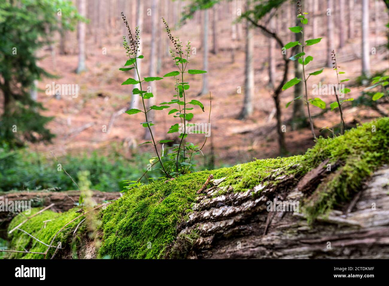 Plantes, mousses poussant sur un arbre mort, arbre tombé, épinette, plante de sauge-gamander, dans la forêt d'Arnsberg, Sauerland NRW, Allemagne Banque D'Images
