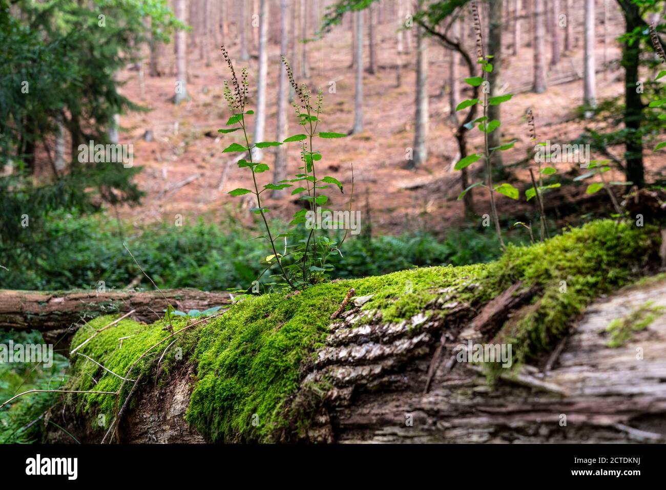 Plantes, mousses poussant sur un arbre mort, arbre tombé, épinette, plante de sauge-gamander, dans la forêt d'Arnsberg, Sauerland NRW, Allemagne Banque D'Images