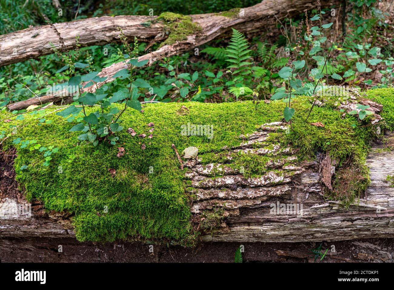 Plantes, mousses poussant sur un arbre mort, arbre tombé, épinette, plante de sauge-gamander, dans la forêt d'Arnsberg, Sauerland NRW, Allemagne Banque D'Images