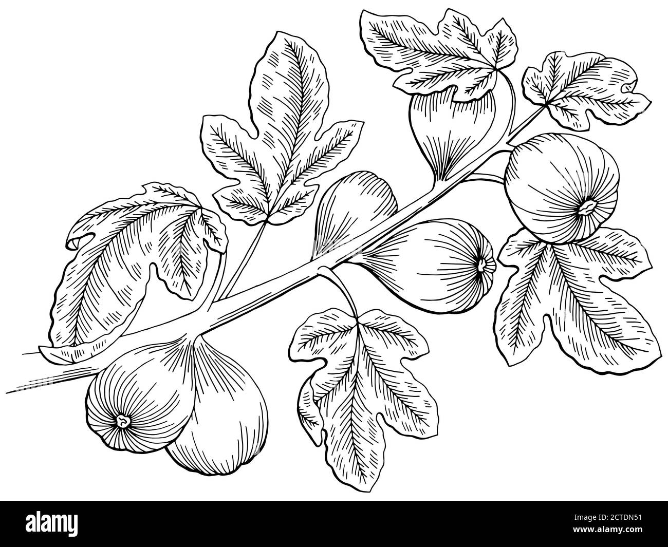 Fig arbre graphique noir blanc isolé esquisse vecteur d'illustration Illustration de Vecteur Fig arbre graphique noir blanc isolé esquisse vecteur d'illustration Illustration de Vecteur