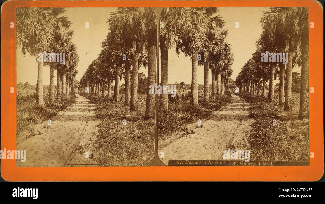 Avenue Palmetto, île de fort George, image fixe, stéréographes, 1870 - 1880, Grant, Alonzo G. Banque D'Images