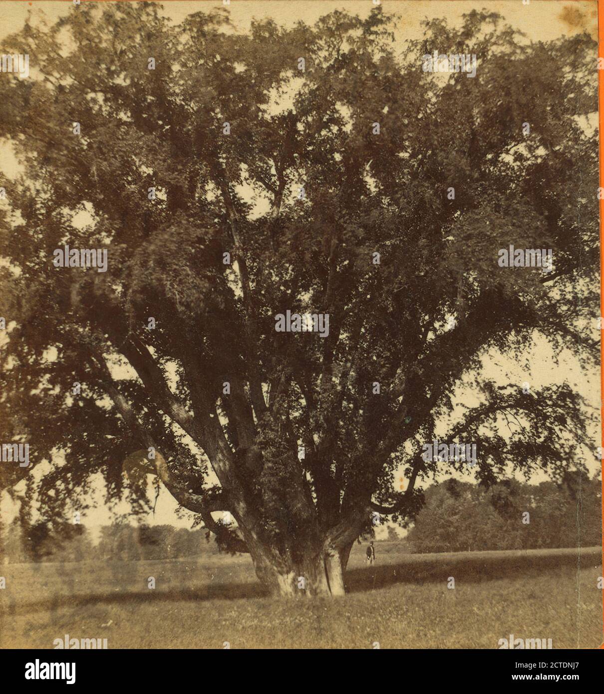 Grand orme, Northampton Meadow, 31 pieds cir., Massachusetts, Northampton (masse Banque D'Images