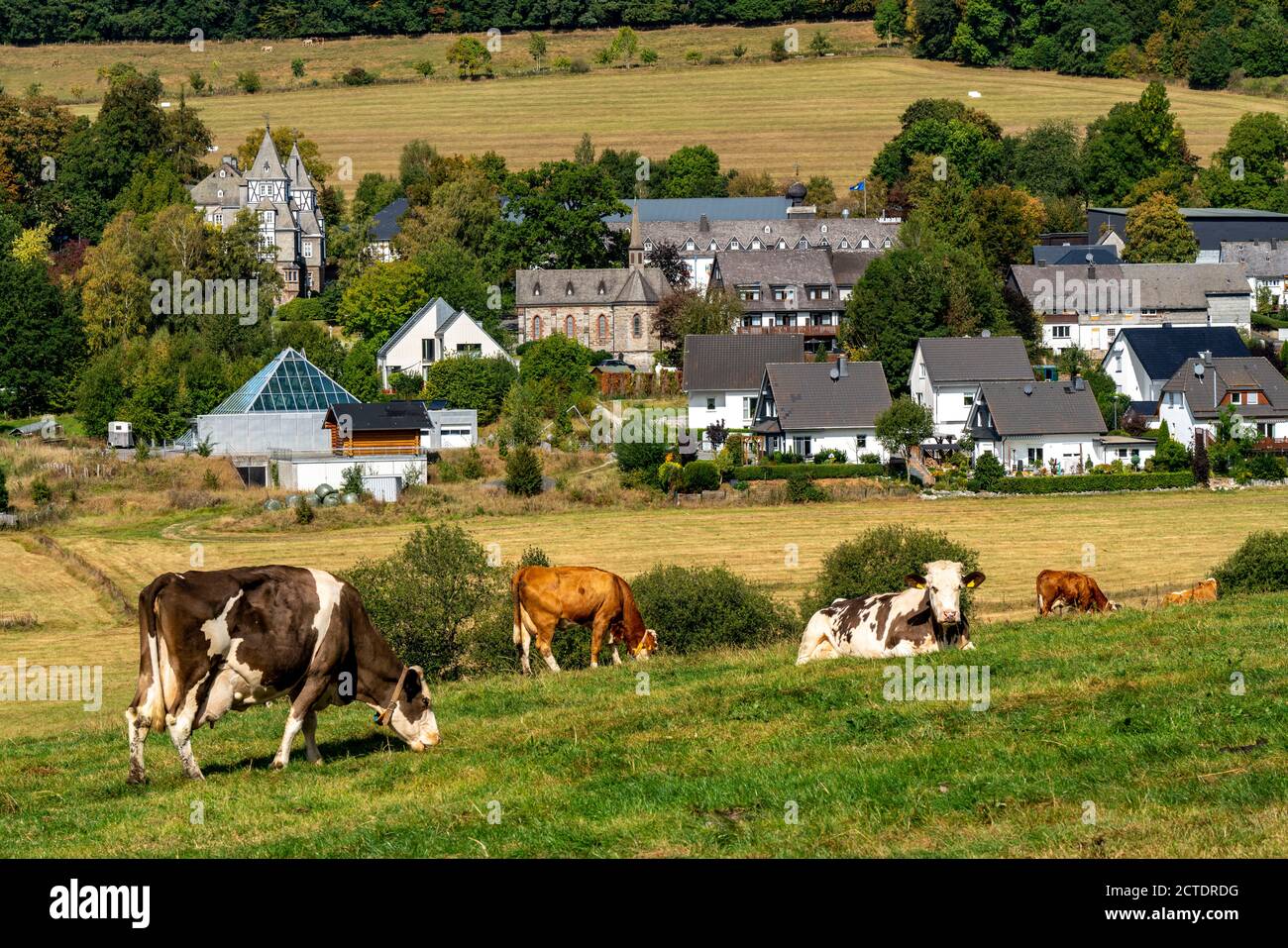 Pâturage de bétail près du village de Gevelinghausen, vaches laitières broutant sur un pré, Paysage à Sauerland, Hochsauerlandkreis, NRW, Allemagne Banque D'Images