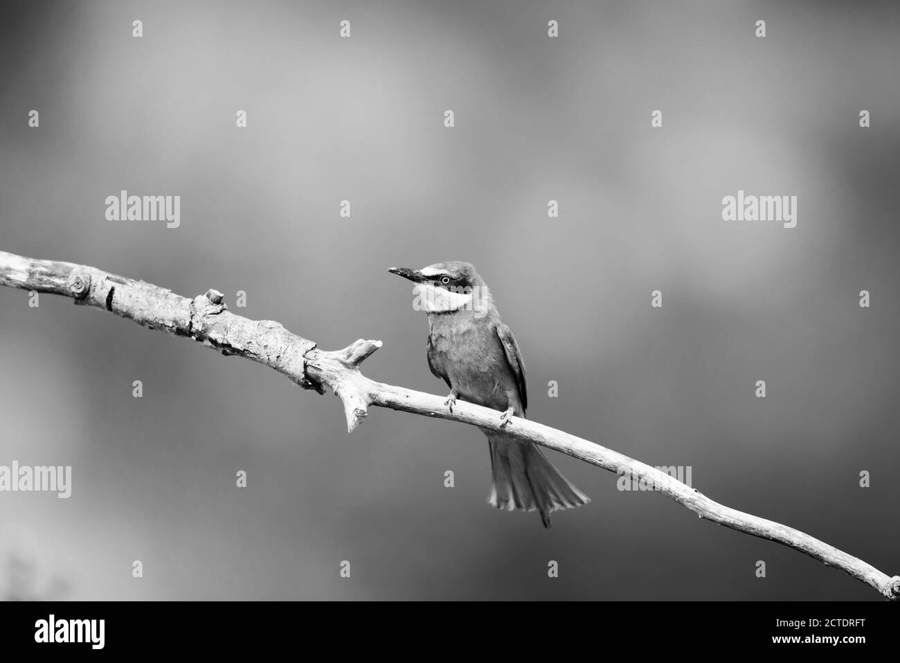 European Bee-eater sur branche en profil, image en noir et blanc Banque D'Images