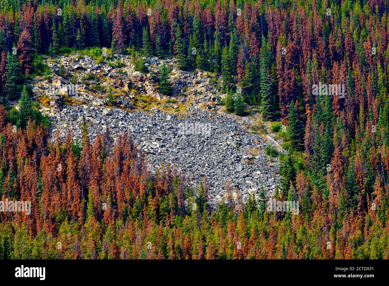 Arbres morts qui ont été tués par une infestation de dendroctones dans le parc national Jasper Alberta Canada avec un glissement d'érosion sur le sol rocheux. Banque D'Images