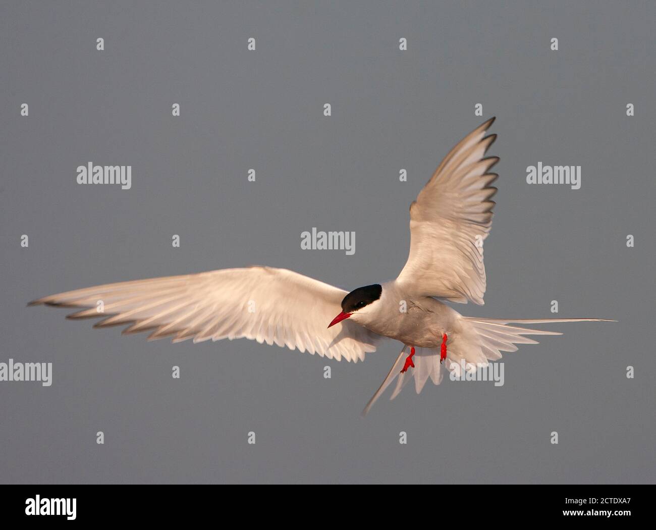 Sterne commune (Sterna hirundo), adulte atterrissant dans la lumière du matin, pays-Bas, Texel Banque D'Images