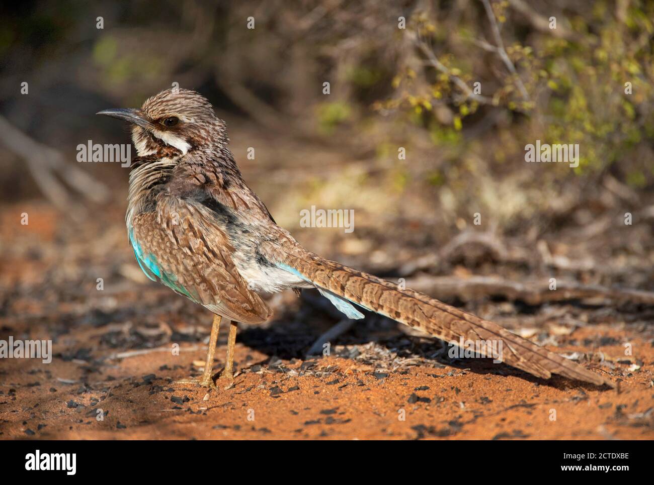 Rouleur à queue longue (Uratelornis chimera), debout au sol, Madagascar, Ifaty Banque D'Images