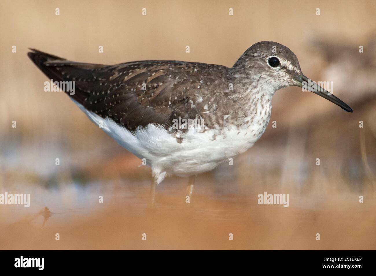 Poncer vert (Tringa ochropus), dans une petite piscine d'eau douce, Espagne, Belchite Banque D'Images