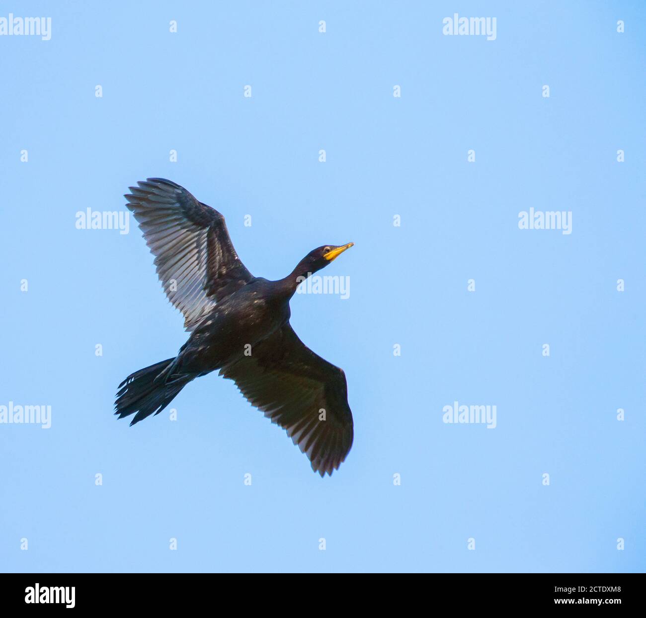 Petit cormoran à pied, petit laitier, Kawaupaka (Phalacrocorax melanoleucos, Microcarbo melanoleucos), vol de morphe foncé, Nouvelle-Zélande, Île du Nord, Banque D'Images