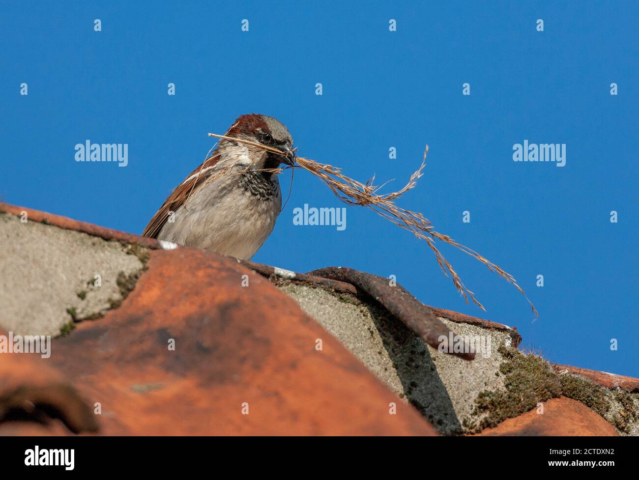 Maison d'épargnes (Passer domesticus), homme assis sur le toit avec matériel de nidification dans son bec, pays-Bas, pays-Bas du Nord, Durgerdam Banque D'Images