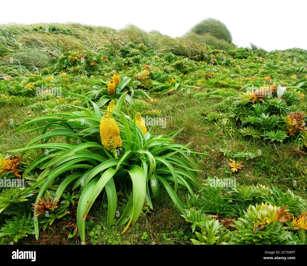 Ross Lily (Bulbinella rossii), en pleine floraison, c'est l'une des mégaherbes subantarctiques, Nouvelle-Zélande, Auckland Islands, Enderby Island Banque D'Images