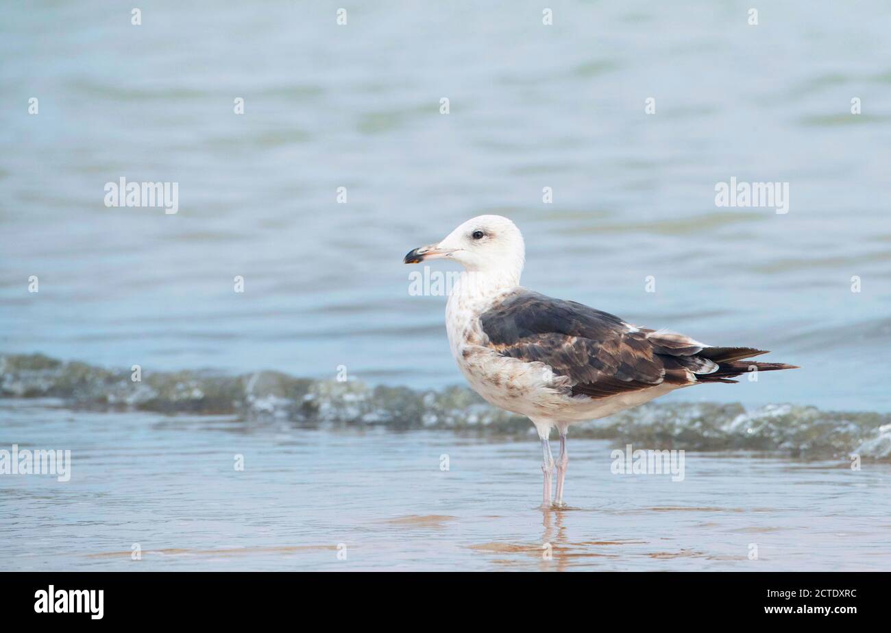 Petite gargoule à dos noir (Larus fuscus), sous-adulte se tenant sur la plage dans le delta de l'Ebre, Espagne, delta de l'Ebre Banque D'Images