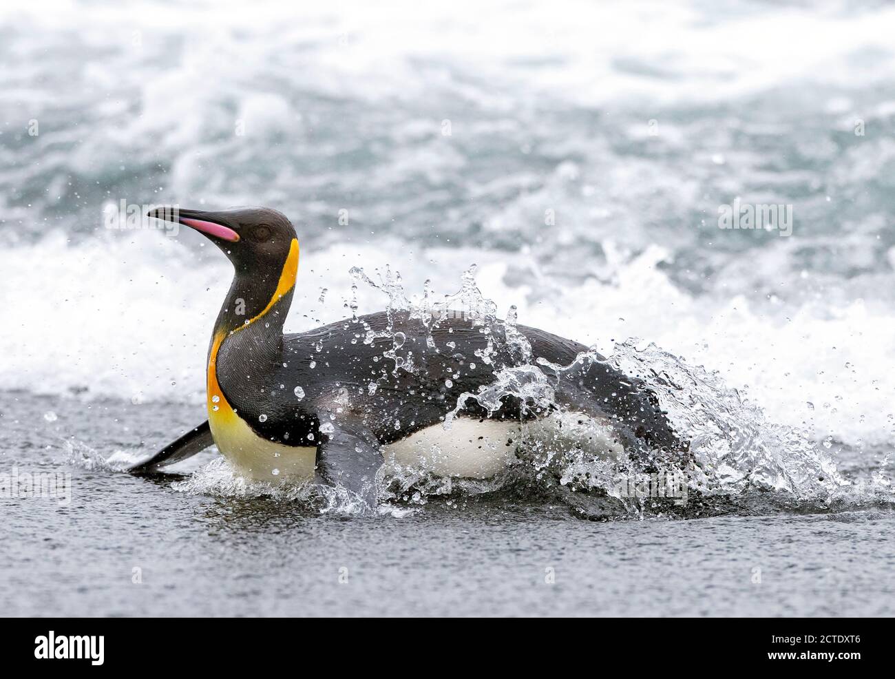 Pingouin royal (Aptenodytes patagonicus halli), émergeant de la mer par le surf lourd, Australie, Tasmanie, Macquarie Island Banque D'Images