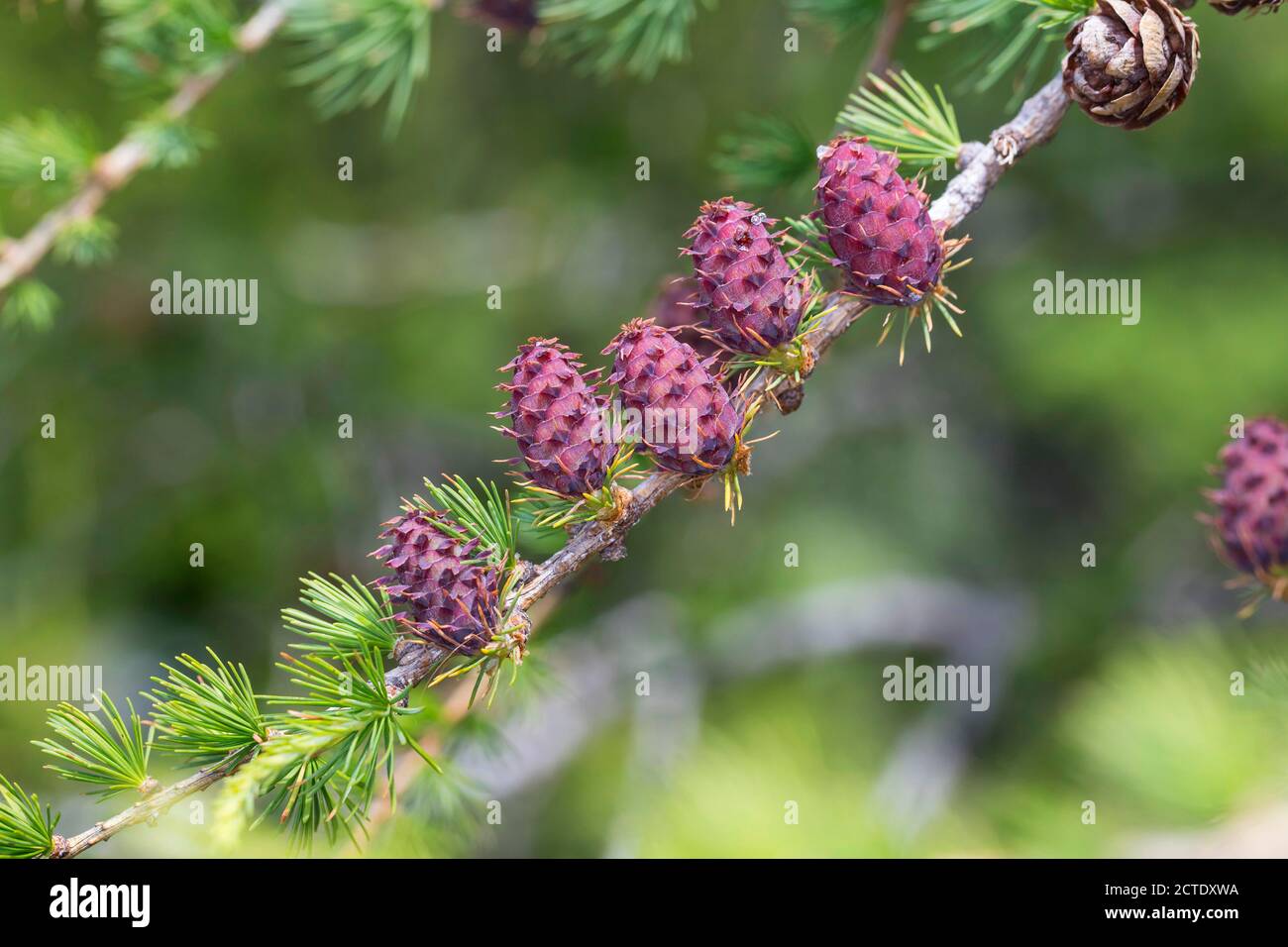 Mélèze commun, mélèze européen (Larix decidua, Larix europaea), jeunes cônes de mélèze sur une branche, Allemagne Banque D'Images