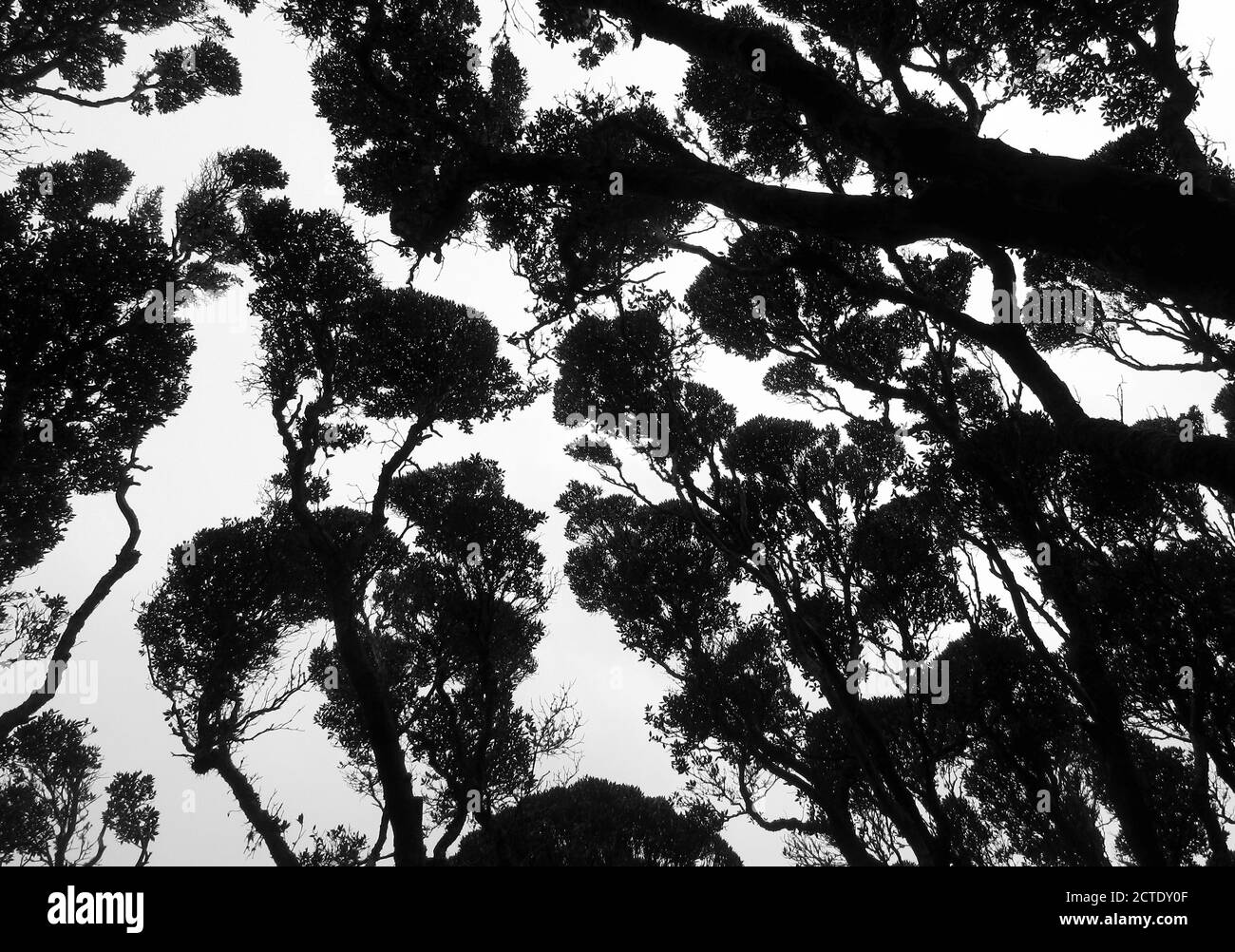 Southern Rata (Metrosideros umbellata), toit de vieux bois de croissance de Southern Rata sur l'île d'Enderby, Nouvelle-Zélande, îles d'Auckland, Enderby Banque D'Images