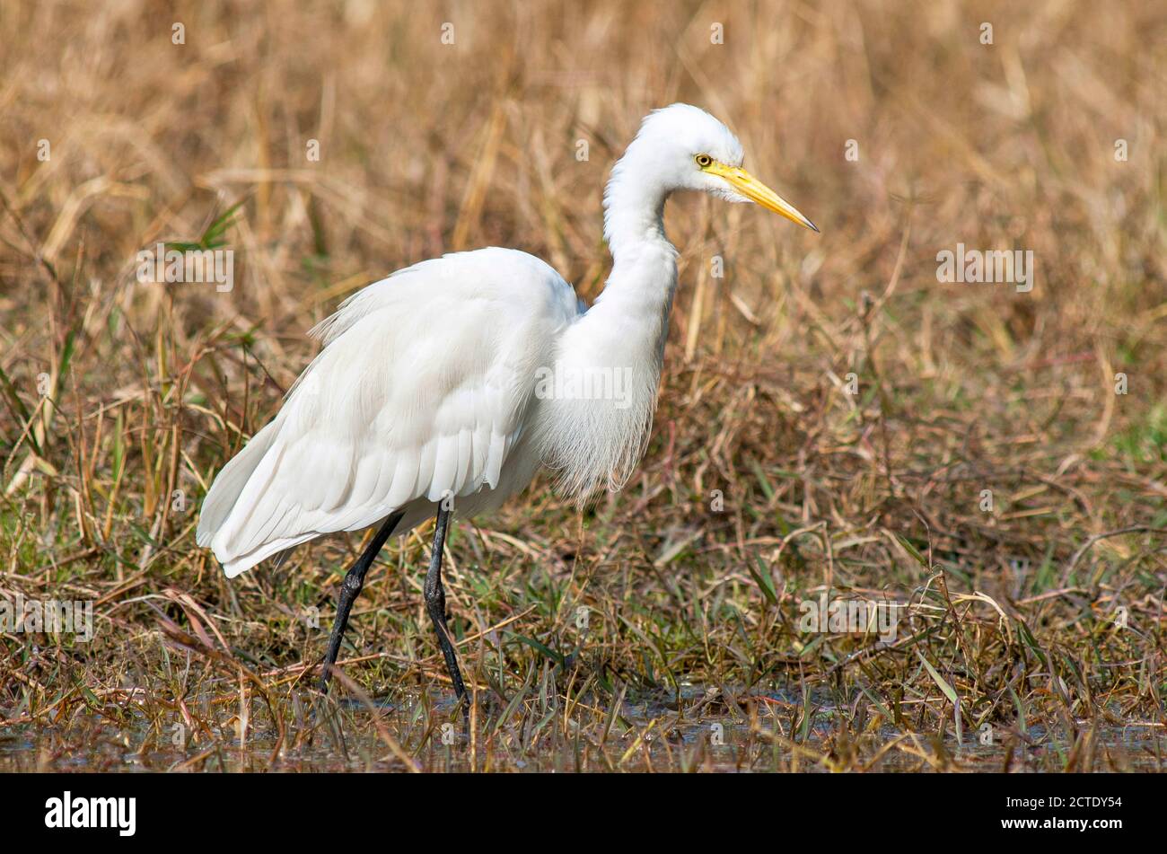 Egret intermédiaire, Edian Egret, petit Egret, Egret à bec jaune (Ardea intermedia, Ardea intermedia intermedia intermedia intermedia), passage à gué dans un marais peu profond, Inde Banque D'Images