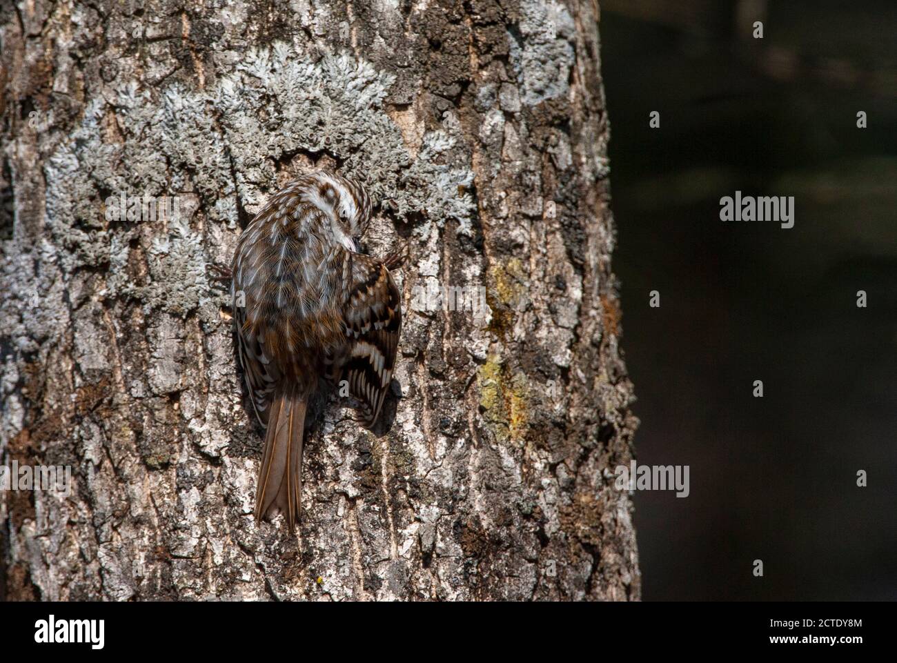 Orientalis Treecreeper eurasien (Certhia familiaris daurica, Certhia daurica), prêtant sur un tronc d'arbre dans les bois, Japon, Hokkaido Banque D'Images