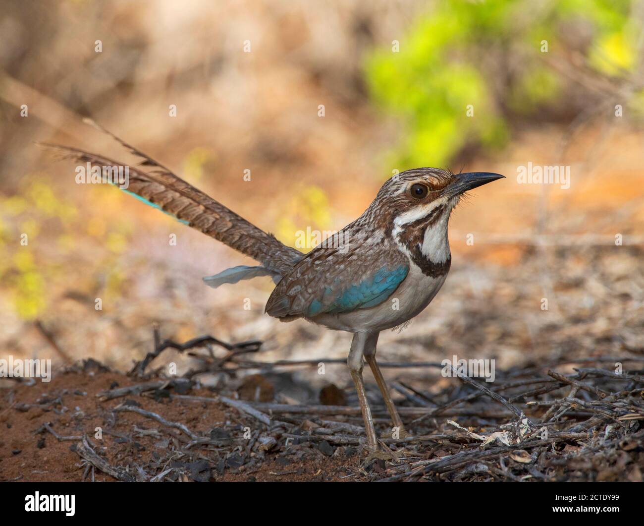 Rouleur à queue longue (Uratelornis chimera), debout au sol, Madagascar, Ifaty Banque D'Images