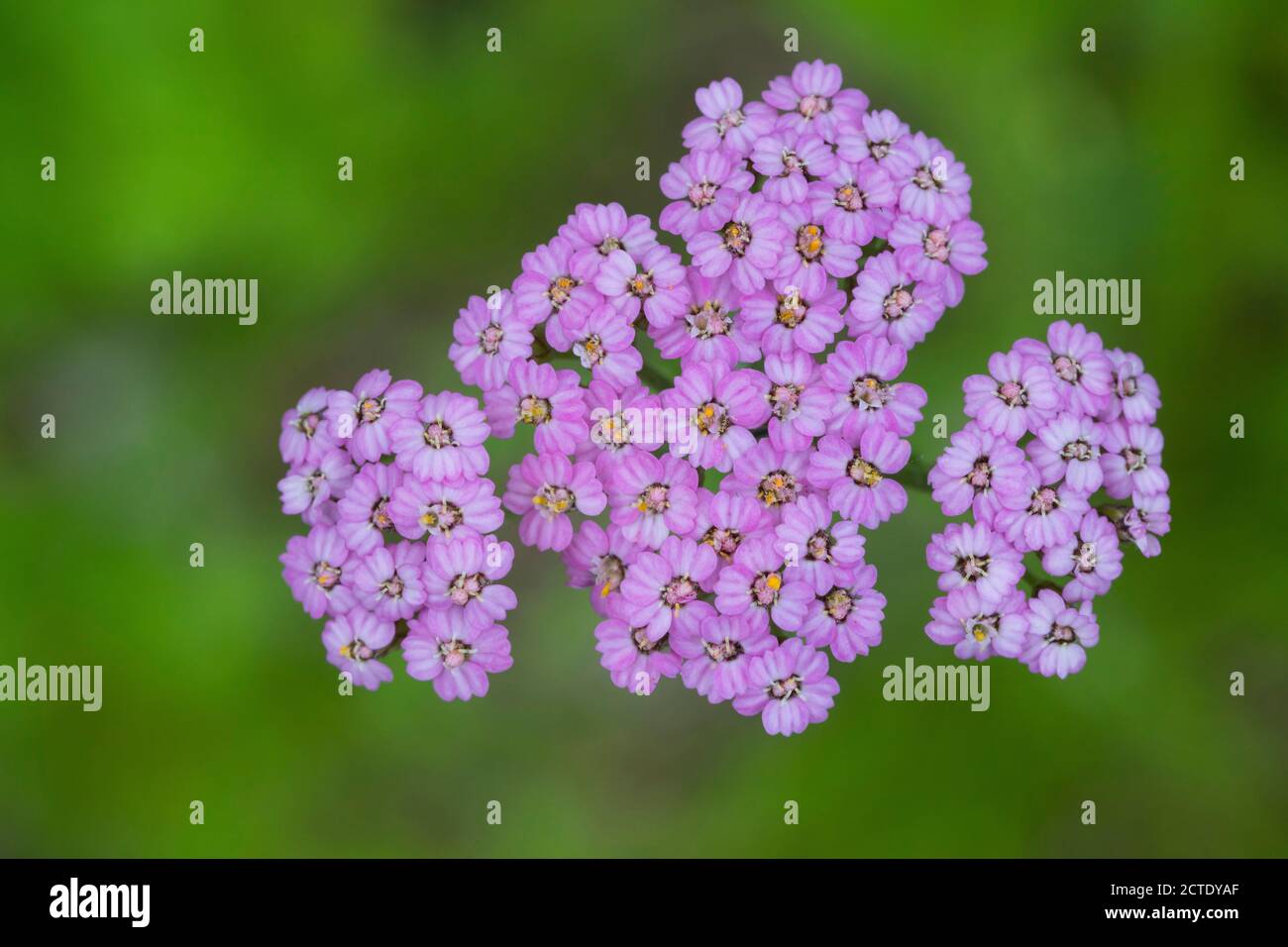 Arrow, Arrow commun (Achillea millefolium), avec fleurs roses, Allemagne Banque D'Images