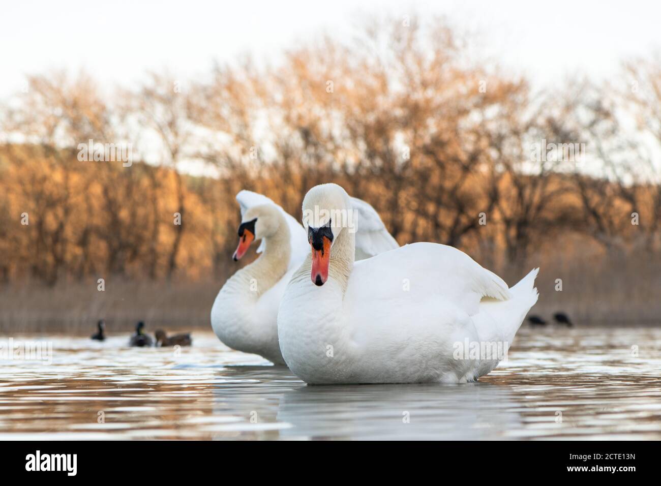 De beaux cygnes dans le parc national de Krka, en Croatie. Banque D'Images