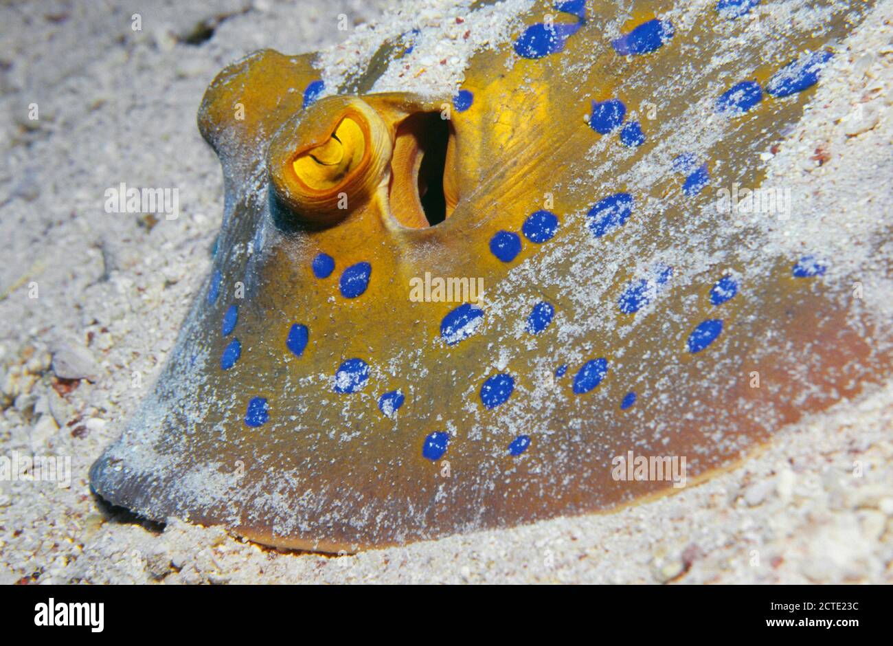 Gros plan d'un Stingray à queue de ribbonde Bluespoted, Mer Rouge, Égypte Banque D'Images