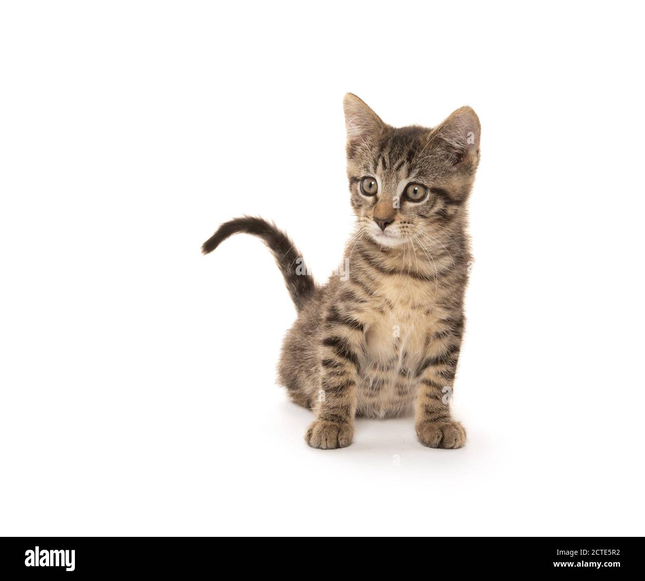 Mignon bébé tabby chaton jouant isolé sur fond blanc Banque D'Images