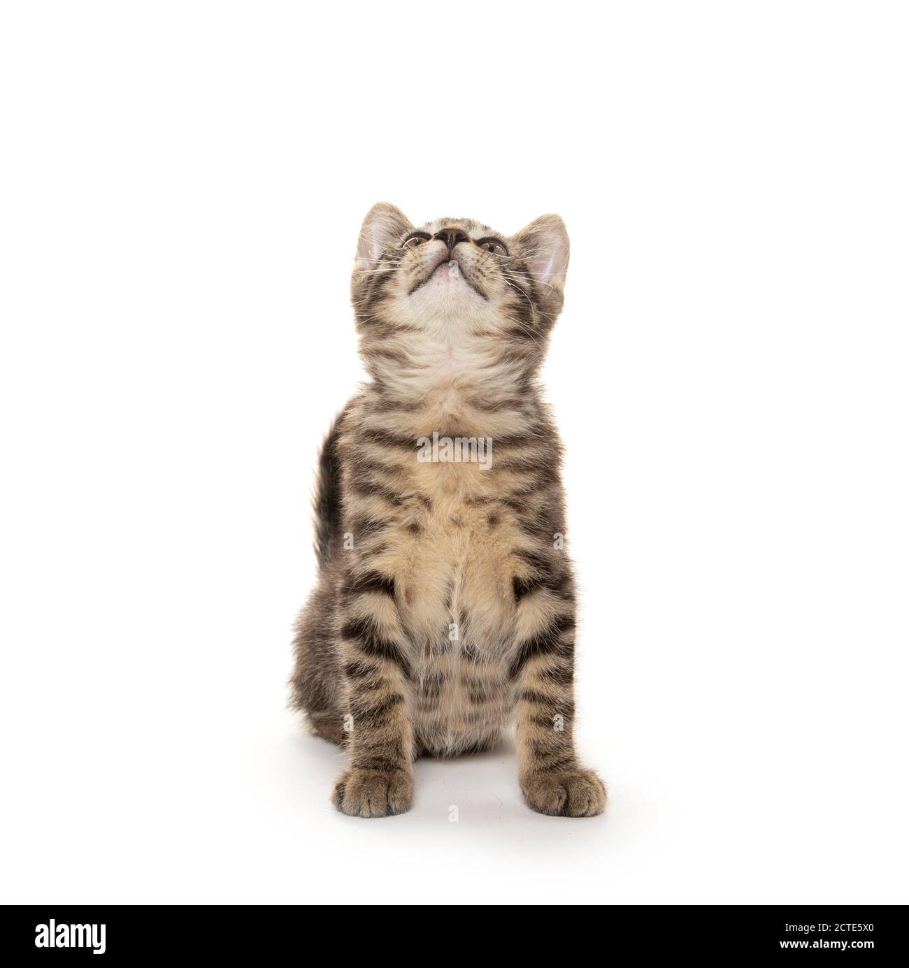 Mignon bébé tabby chaton jouant isolé sur fond blanc Banque D'Images