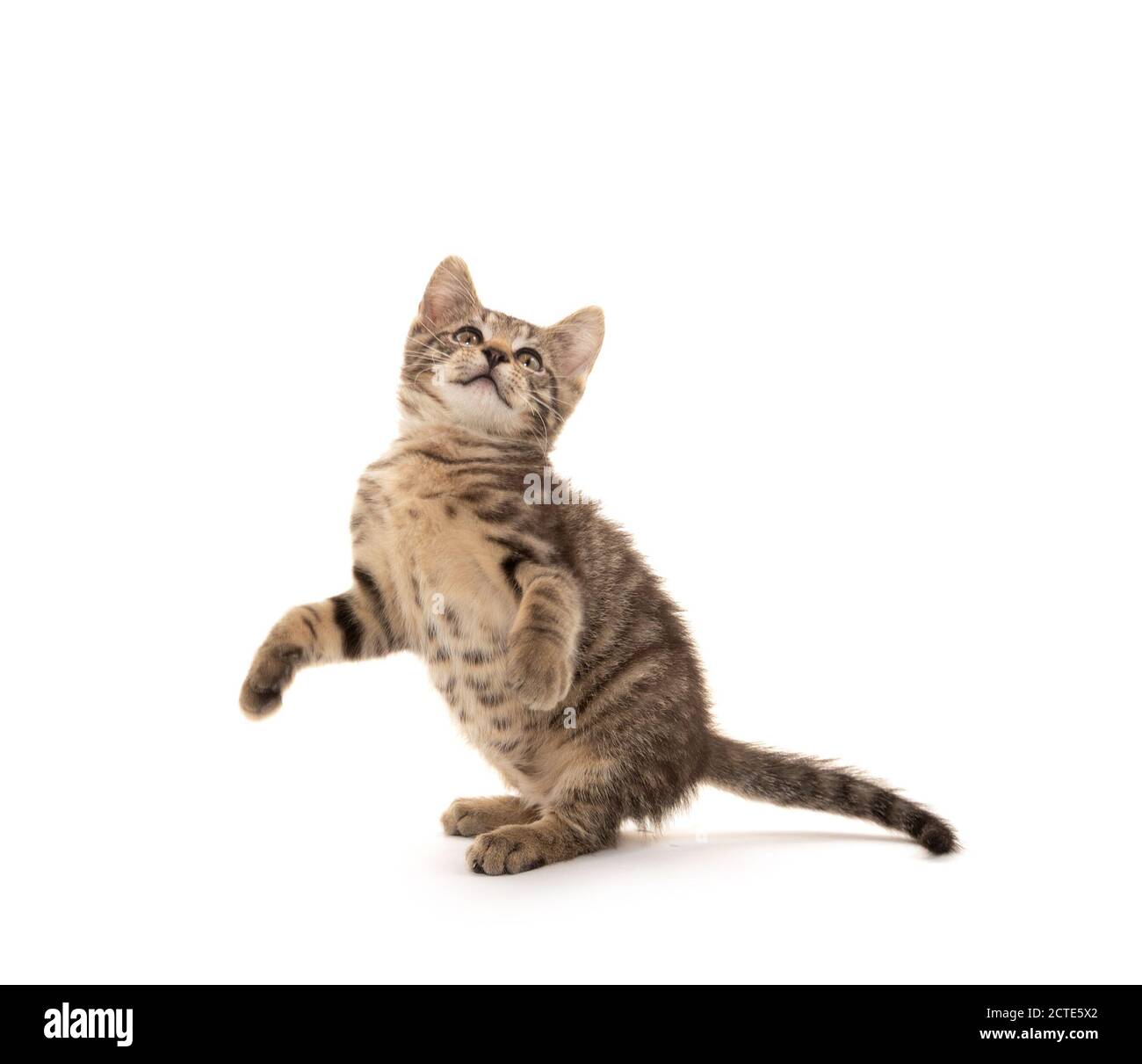 Mignon bébé tabby chaton jouant isolé sur fond blanc Banque D'Images