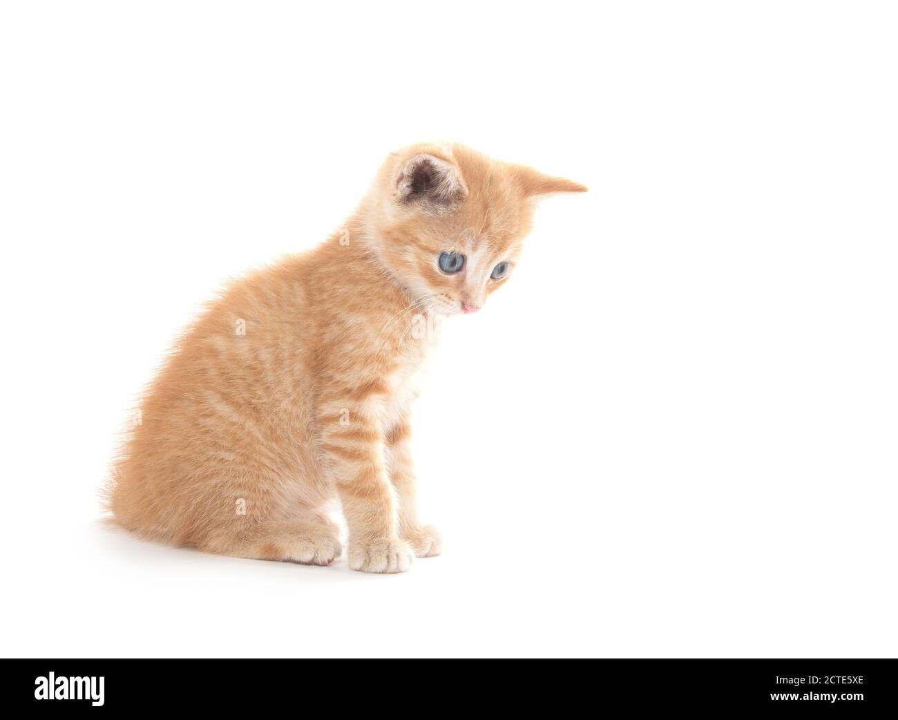 Mignon bébé jaune tabby chaton assis isolé sur fond blanc Banque D'Images
