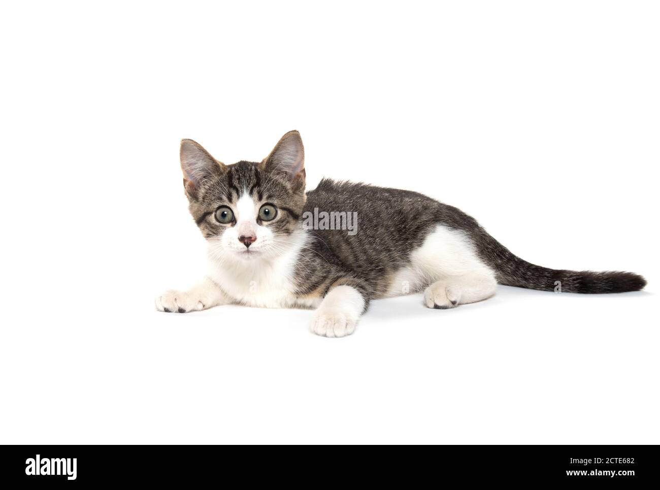 Mignon bébé tabby chaton pose dpwm isolé sur fond blanc Banque D'Images