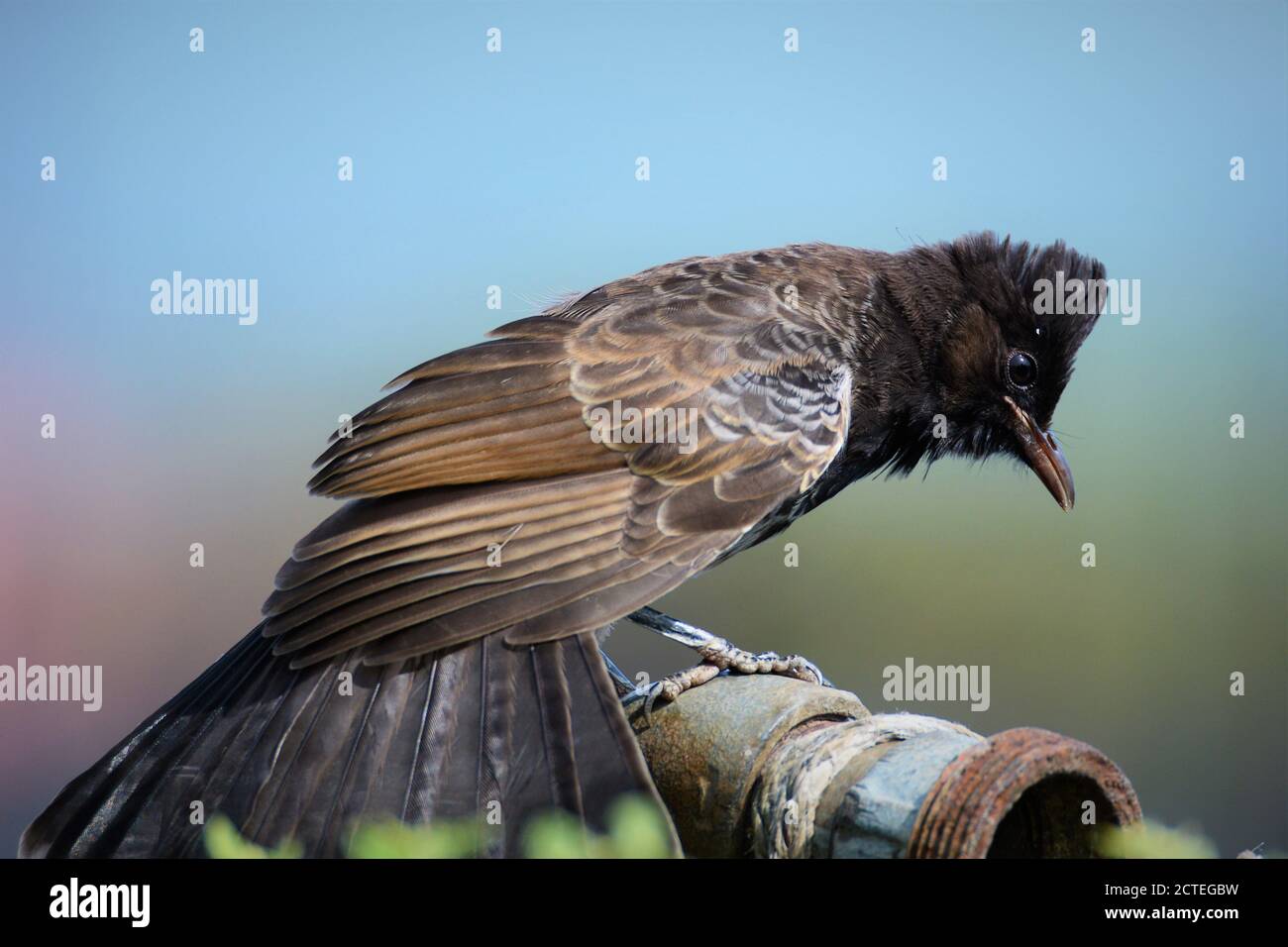 Oiseau - Bulbul ventilé rouge vue de près sur le côté, la queue et les ailes s'écartant Banque D'Images