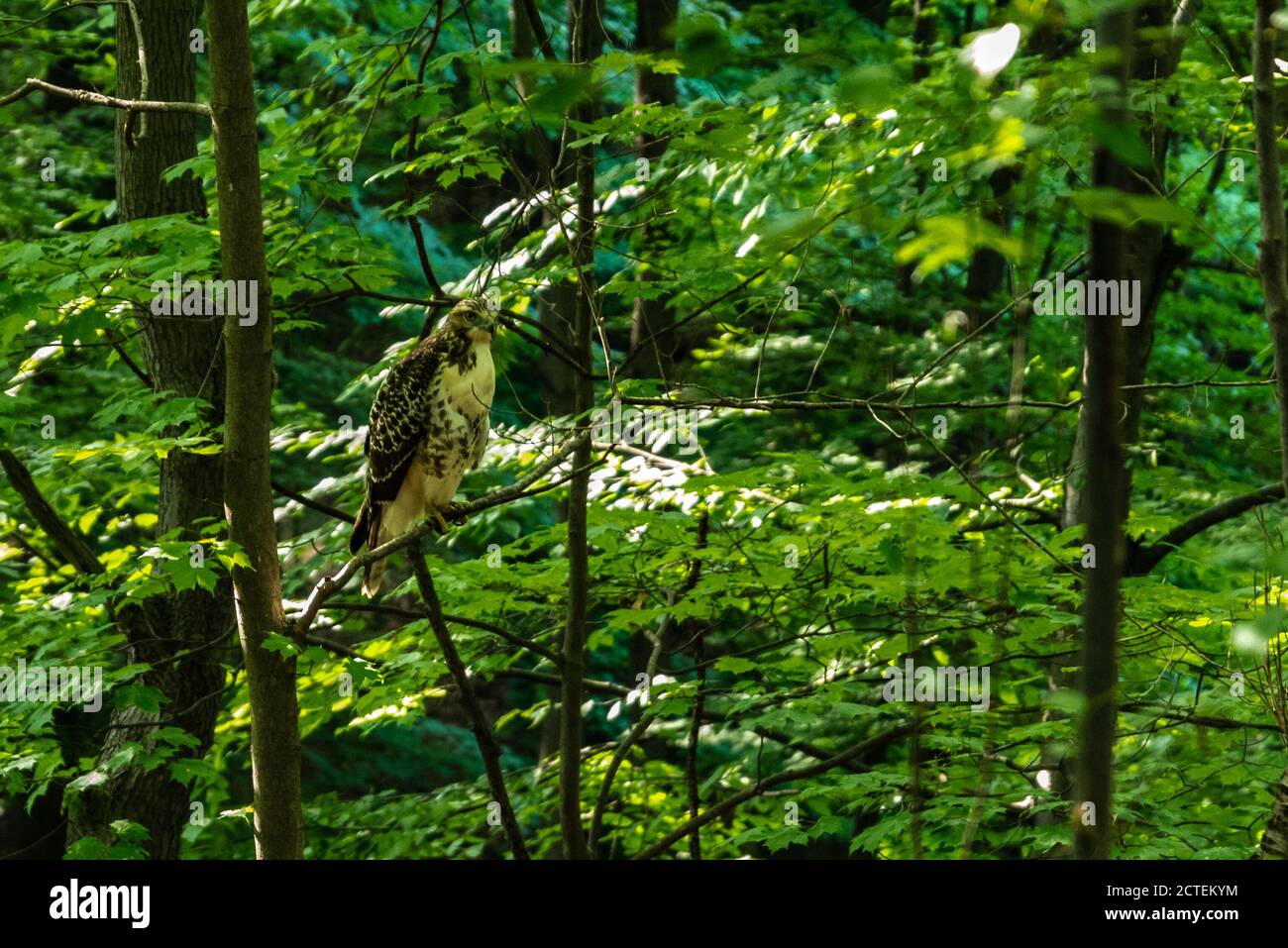 Randonnée dans la forêt nationale des Finger Lakes : où la nature sereine et les sentiers pittoresques font pour une aventure en plein air. Banque D'Images