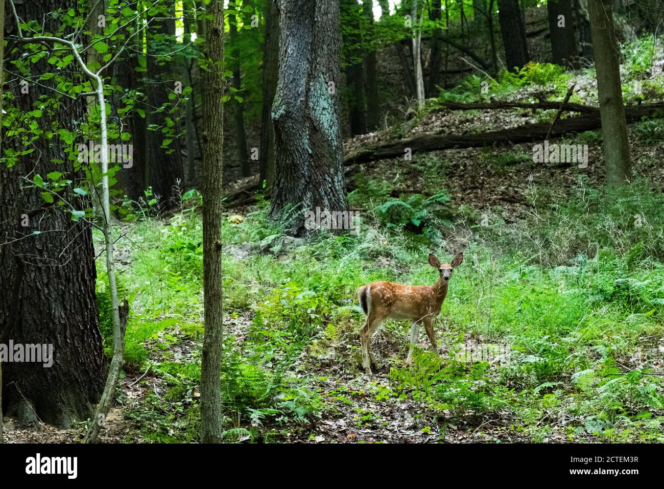 Randonnée dans la forêt nationale des Finger Lakes : où la nature sereine et les sentiers pittoresques font pour une aventure en plein air. Banque D'Images