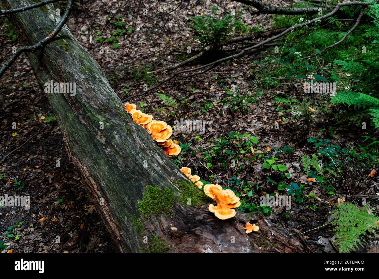 Randonnée dans la forêt nationale des Finger Lakes : où la nature sereine et les sentiers pittoresques font pour une aventure en plein air. Banque D'Images