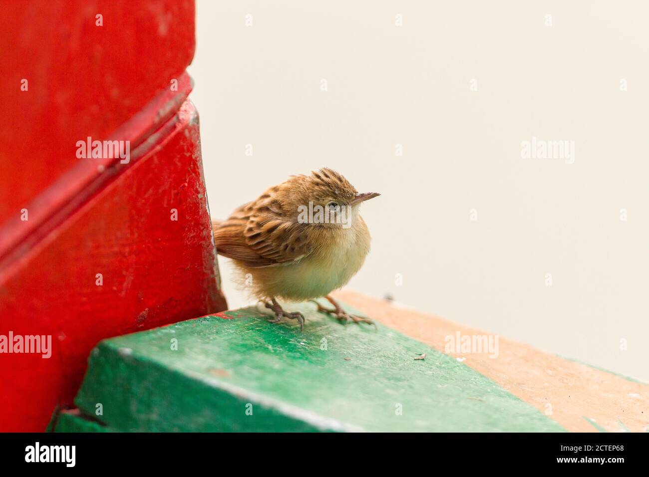 Zitting Cisticola assis sur le pont inférieur du bateau de croisière forestier pendant une soirée d'hiver au parc national de Sundarban, Bengale-Occidental, Inde Banque D'Images