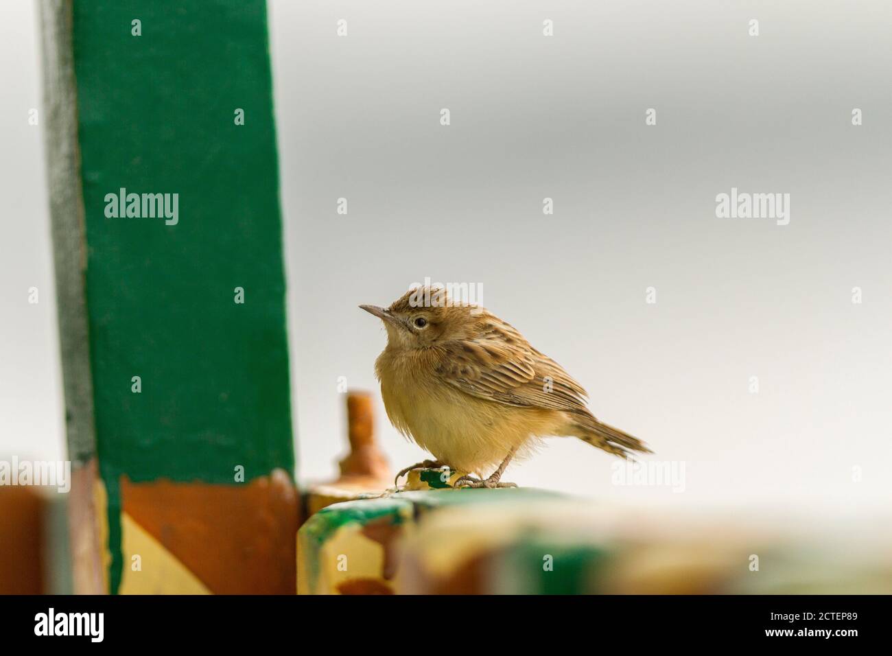 Zitting Cisticola assis sur la rambarde en bois du bateau de croisière en forêt pendant une soirée d'hiver au parc national de Sundarban, Bengale-Occidental, Inde Banque D'Images