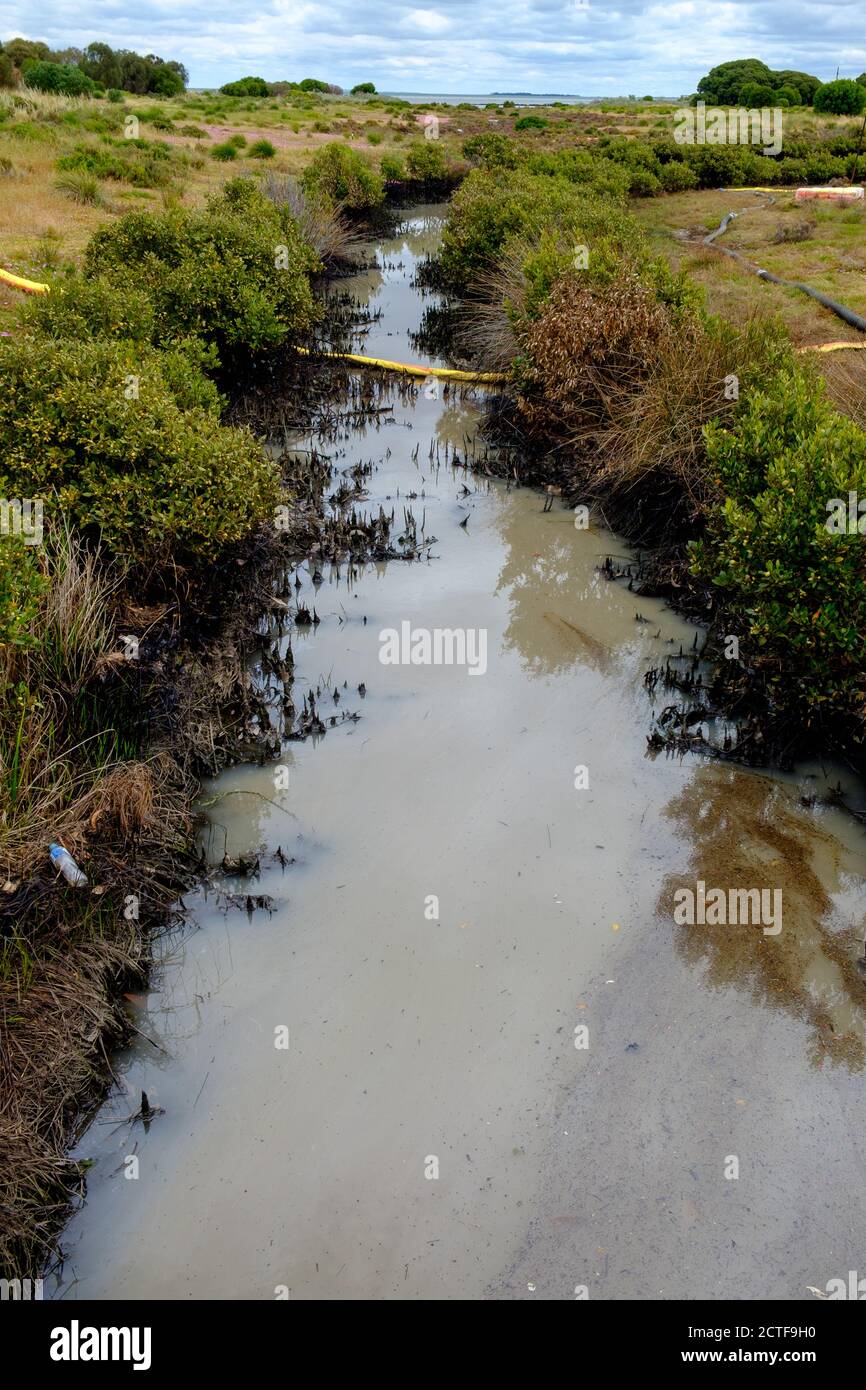 Pollution dans les zones humides de Paisley-Challis, Williamstown North, Melbourne, Victoria, Australie Banque D'Images