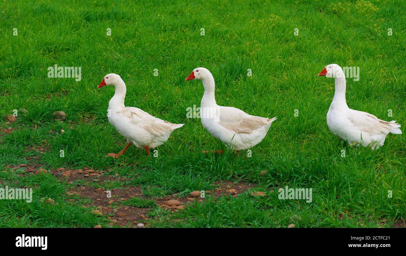 trois oies blanches marchant dans une rangée sur fond vert Herbe de la ferme animale de Sicile Banque D'Images