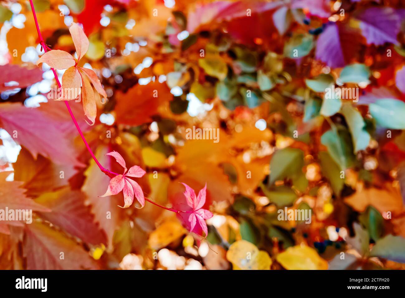 Branche avec feuilles d'automne en gros plan. Banque D'Images