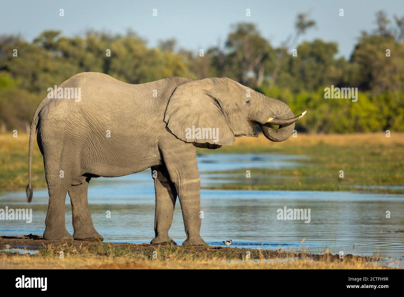 Eau potable d'éléphant adulte dans la lumière dorée de l'après-midi à Okavango Delta au Botswana Banque D'Images