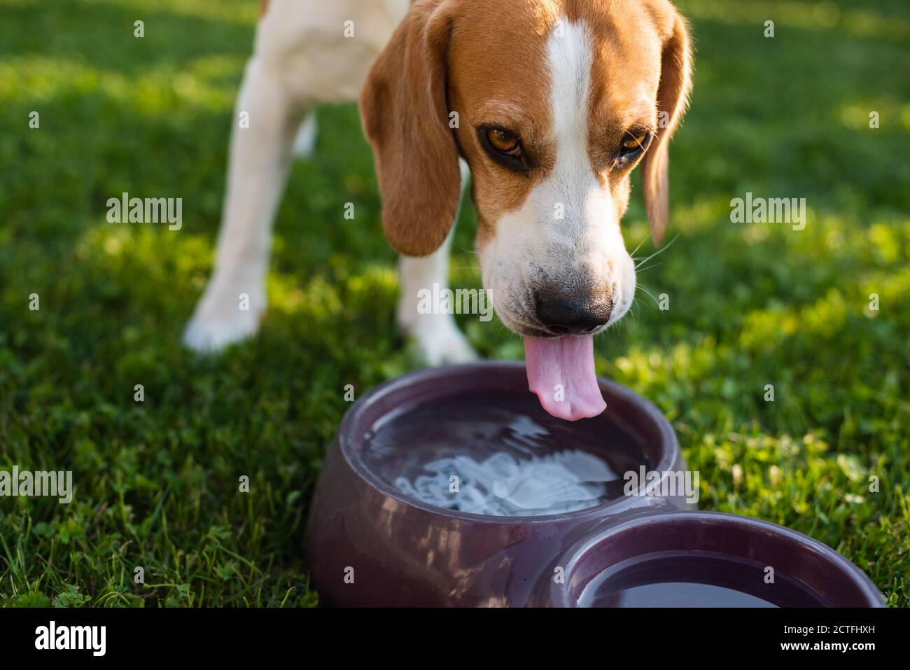 Beagle chien de l'eau potable pour refroidir à l'ombre sur l'herbe se cachant du soleil d'été. Banque D'Images